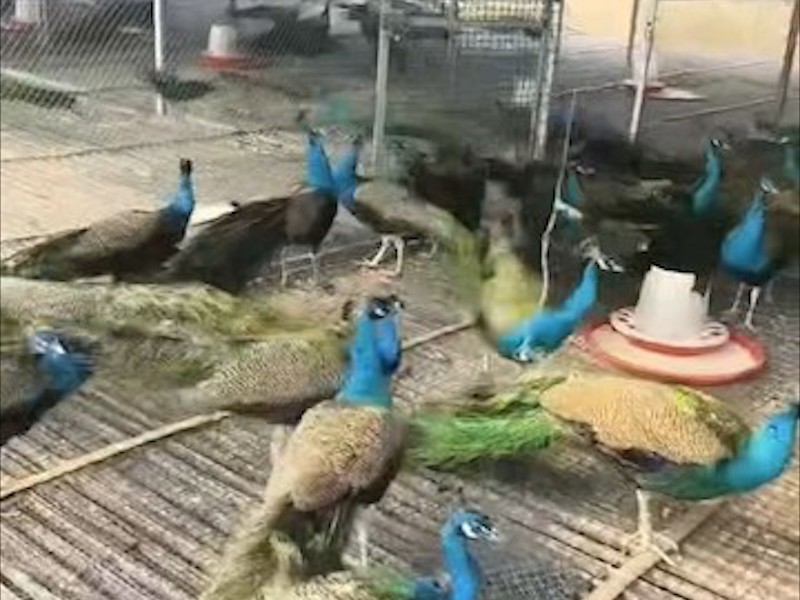 成年观赏孔雀