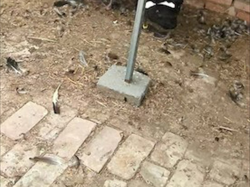 黑天鹅养殖展示