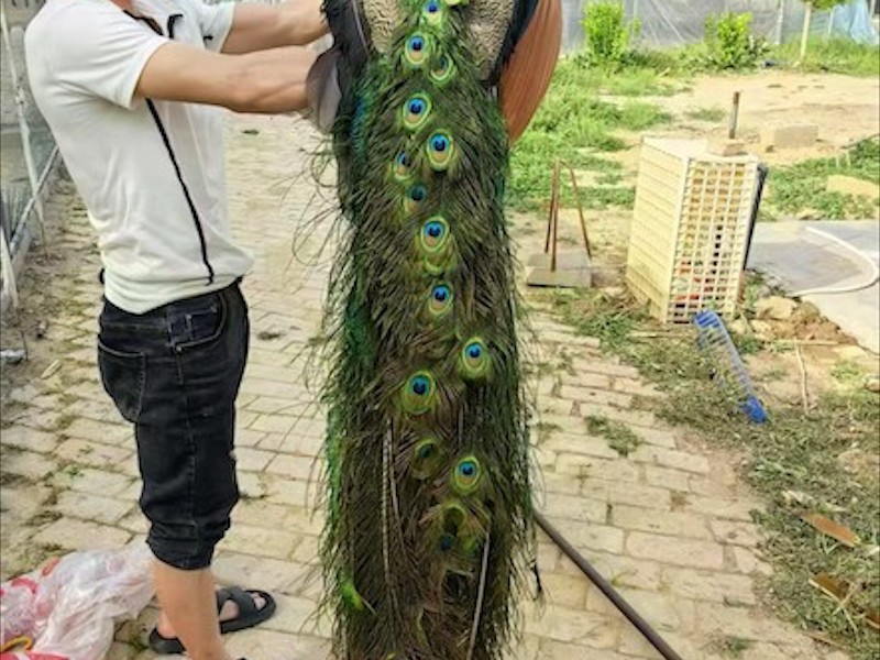 孔雀养殖场环境