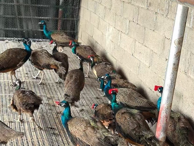养殖环境展示