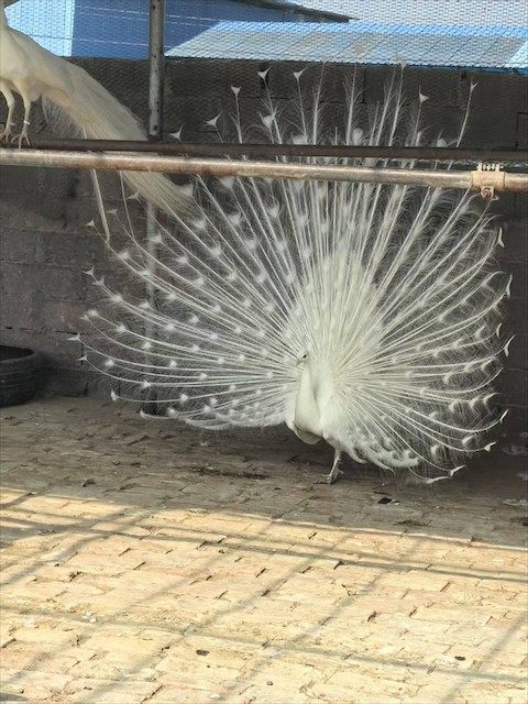 黄冈市黄梅县孔雀笼舍设计规范：空间规划与安全防护要点