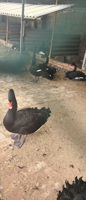 黑天鹅冬季饲养技巧：北京市低温环境下的饲养管理要点